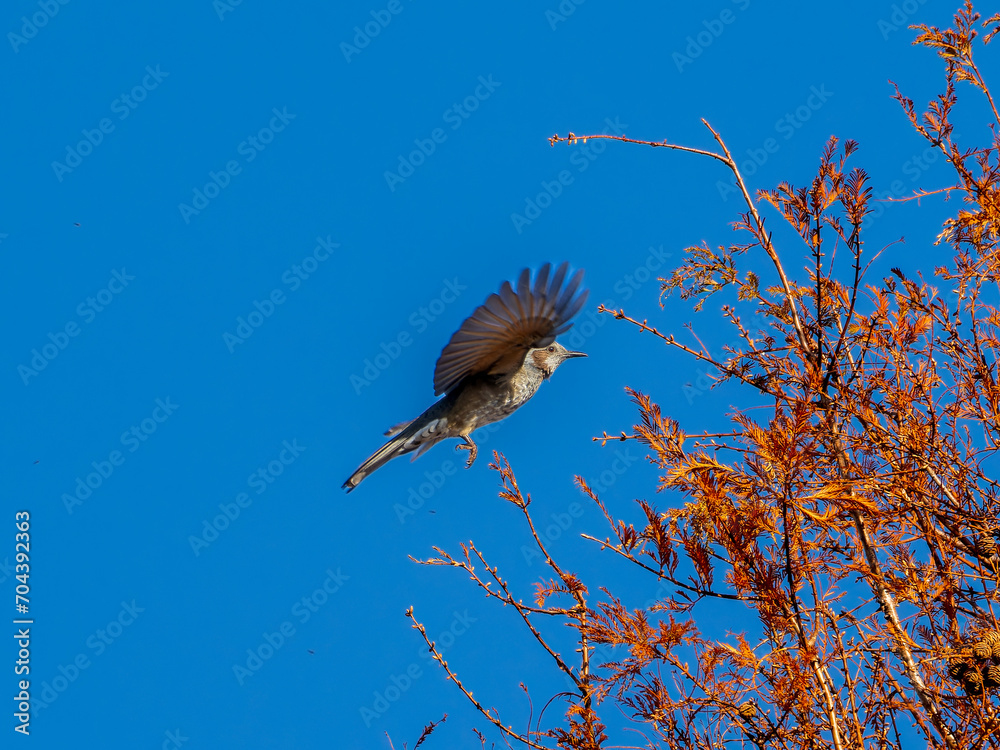 Naklejka premium 空を飛ぶヒヨドリ