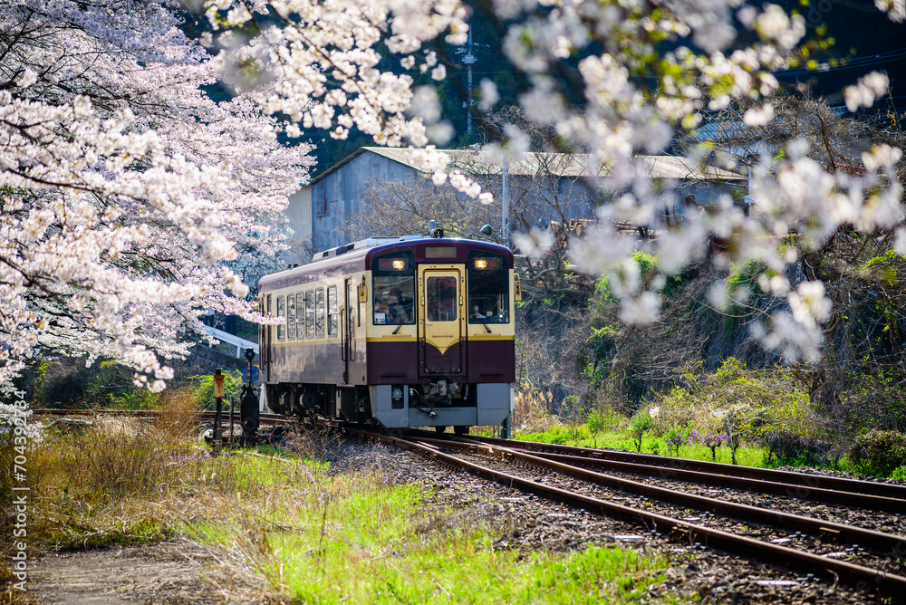 Train in spring with sakura cherry blossom trees blooming along the railway tracks, Japan travel. Train in spring with sakura cherry blossom trees blooming along the railway tracks, Japan travel.