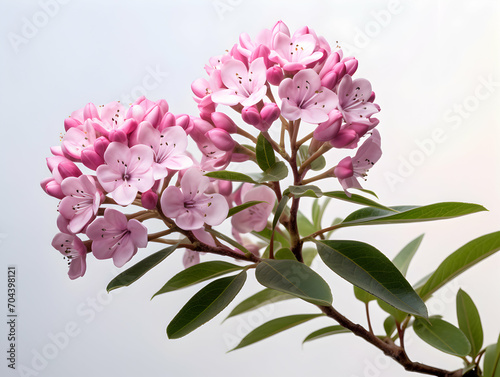 Mountain Laurel flower in studio background, single Mountain Laurel flower, Beautiful flower images photo