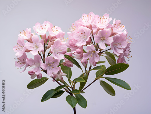 Mountain Laurel flower in studio background, single Mountain Laurel flower, Beautiful flower images photo