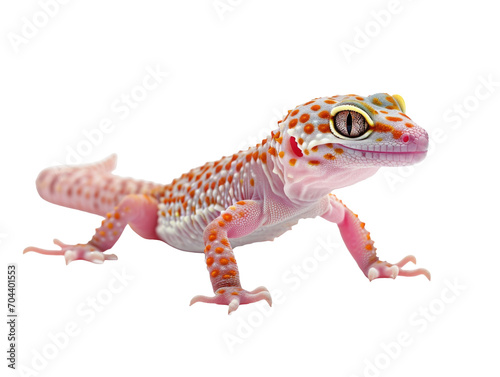 Leopard Gecko Glimpse © daisy