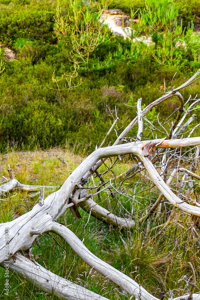 Old dead branch and tree on forest floor in Germany. Old dead branch and tree on forest floor in Germany.
