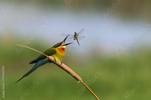 Blue Tailed Bee-eater Tossing a Dragonfly Before Gulping it