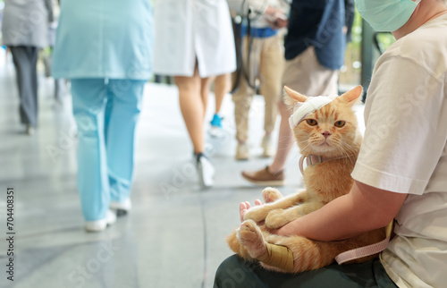 Cat got in an accident and got bandaged up for treatment at the animal hospital. Used for pet health insurance and veterinary treatment businesses.