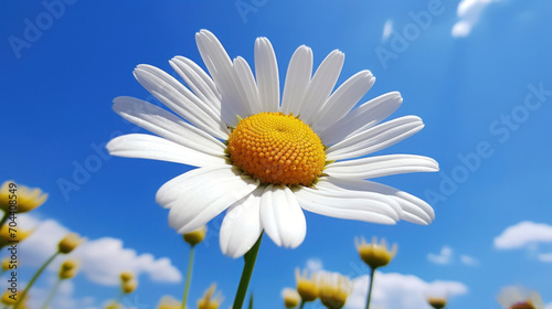A single vibrant white daisy with a bright yellow center stands out against a clear blue sky.