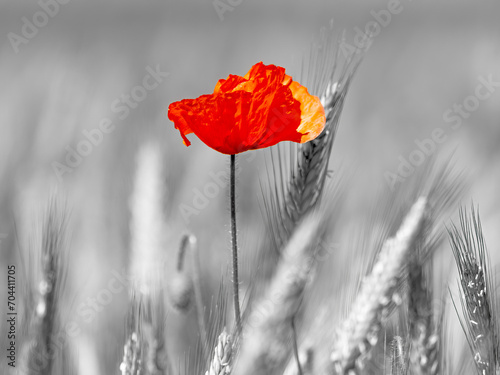Red poppies in the field 