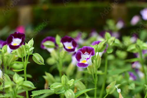 purple iris flower