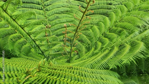 Common tree fern (Cyathea dregei) leaves in a grass field. Close up green leaves. The fern leaves of the ancient species of fern from South Africa. Isolated background. photo