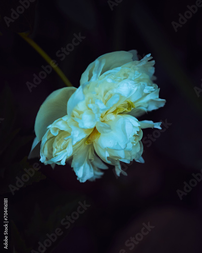 Plakat moon flower