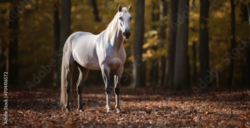 A banner with a noble grey Arabian horse stands poised among autumn leaves in a serene forest.