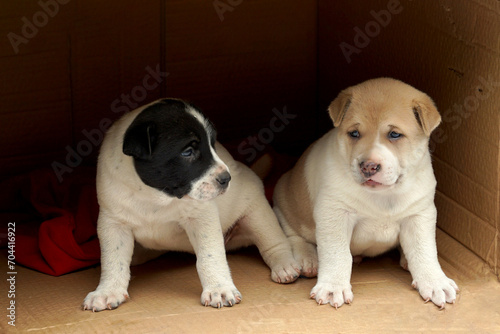 Two cute Thai Ridgeback puppies facing each other inside a cardboard box. One has light brown and white fur. The other has black and white fur. Soft and selective focus.