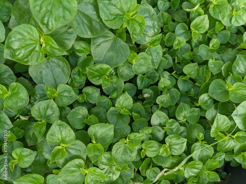 Green leaf of Peperomia pellucida herb for medicine. The photo is suitable to use green background and herb medicine. photo