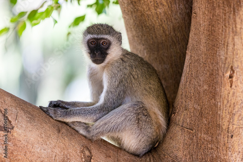 Photography vervet monkey