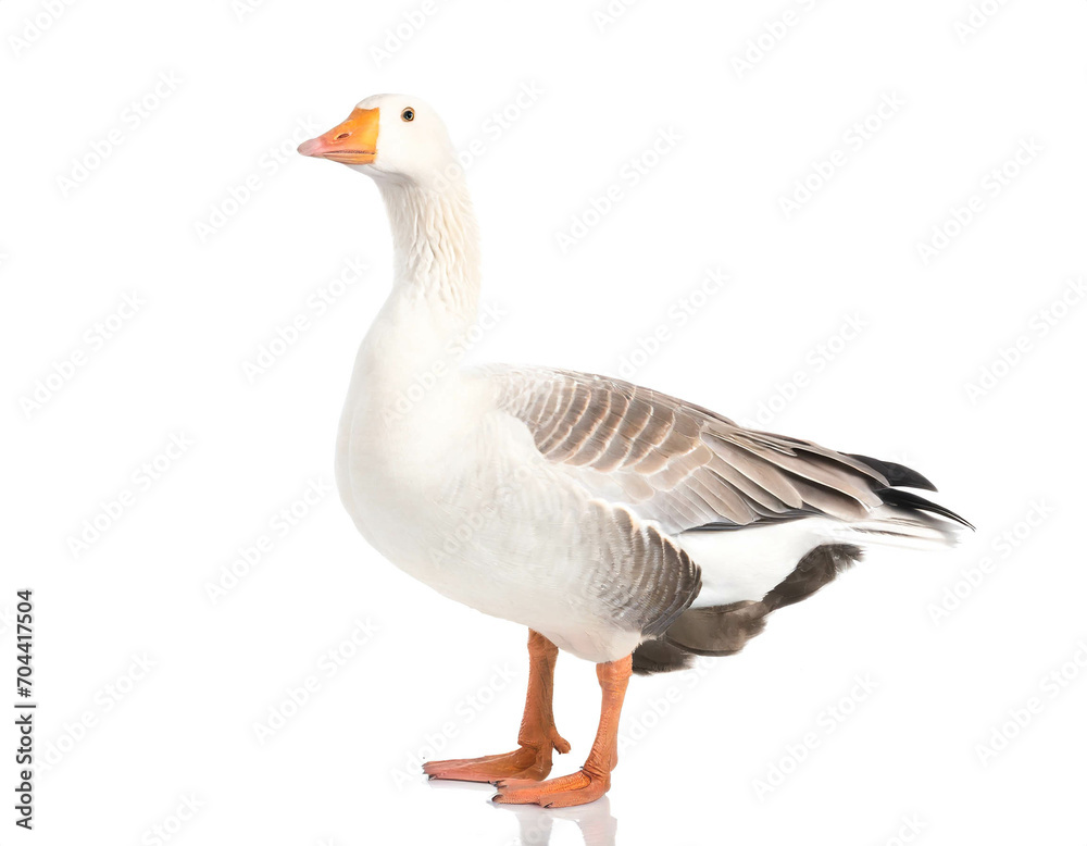 Gans isoliert auf weißem Hintergrund, Freisteller Gans isoliert auf weißem Hintergrund, Freisteller