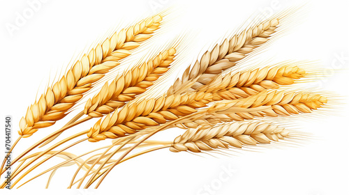 wheat illustration on white isolated background