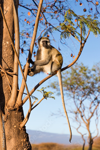 vervet monkey