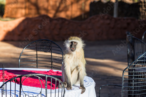 Photos vervet monkey
