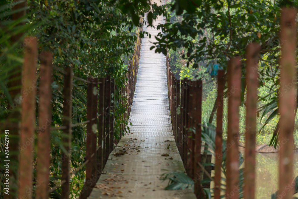 Bridge in jungle Bridge in jungle