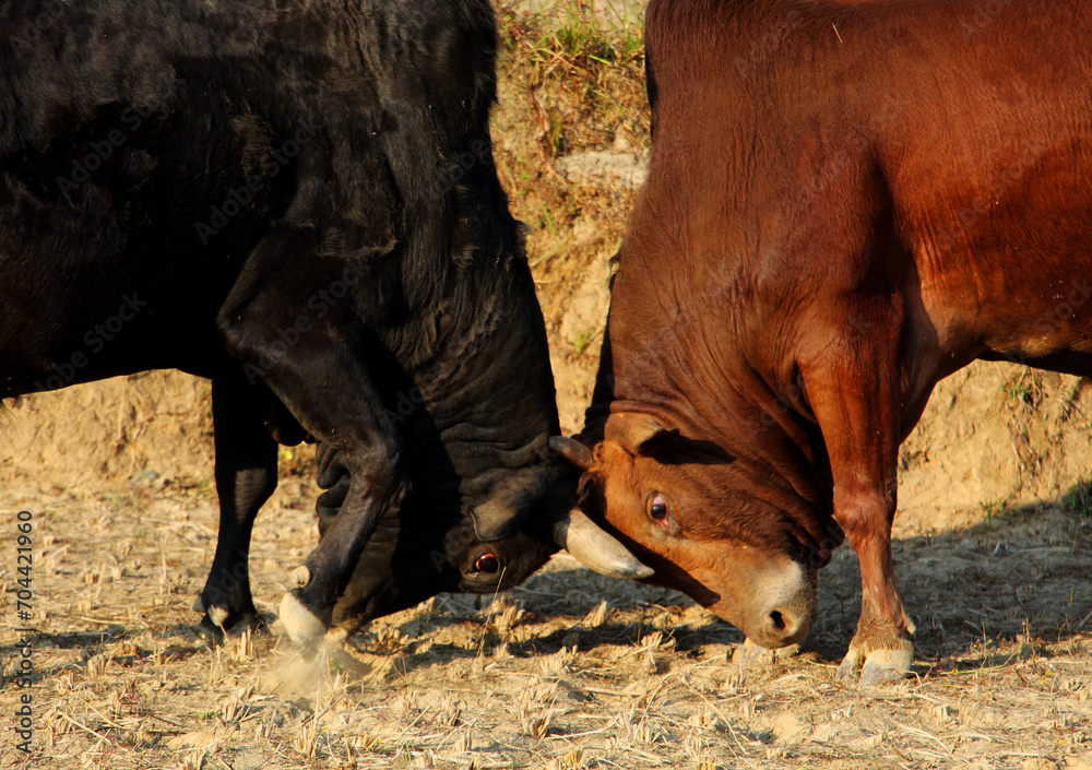 Bullfighting. Flight between a brown bull and a black bull during bullfight in Gorkha, Nepal. Bullfighting. Flight between a brown bull and a black bull during bullfight in Gorkha, Nepal.