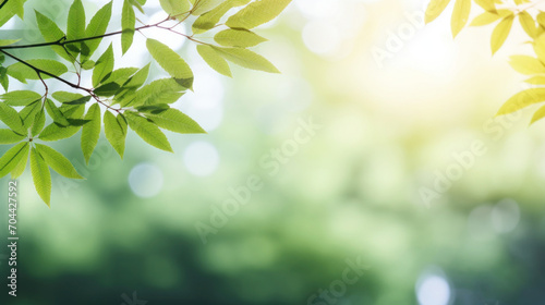 Lush green leaves form a natural canopy  backlit by the soft  diffuse sunlight  symbolizing growth and freshness.