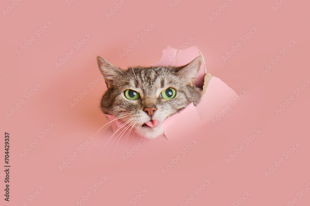 View of Senior cat shows his tongue in a hole on a pink paper background. A ...