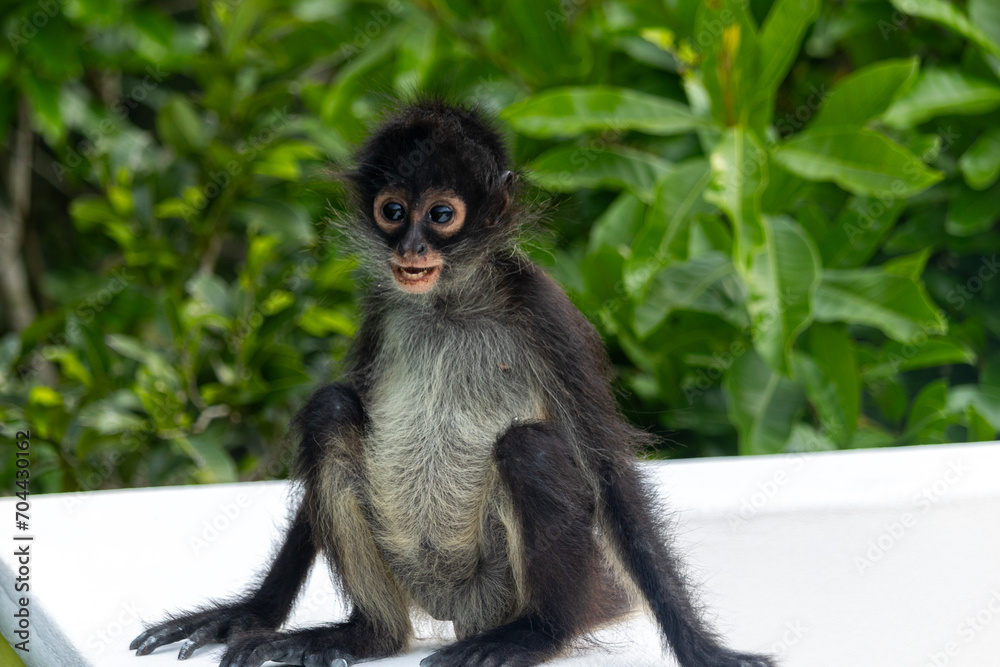 Closeup of a spider monkeys sitting against green shrubs Closeup of a spider monkeys sitting against green shrubs