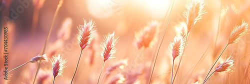 Beautiful meadow with wild flowers over sunset sky. Nature field background with sun flare. Wild grass and flower. Sunny summer or autumn nature backdrop. Peach fuzz - color of the year 2024 photo