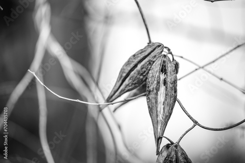 Milkweed pod