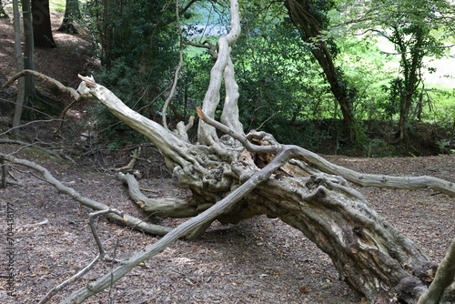 roots in the forest