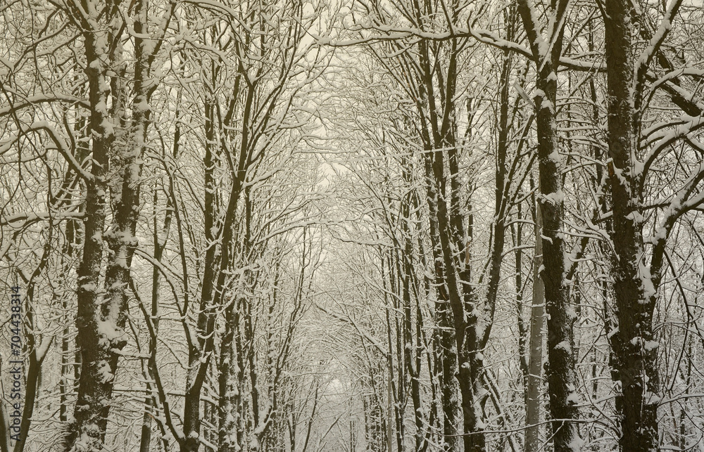 Winter landscape in a snow-covered park after a heavy wet snowfall. A thick layer of snow lies on the branches of trees