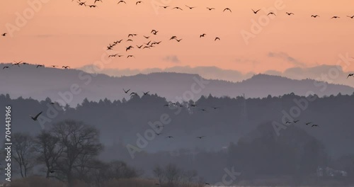 Flock of wild waterfowl(greater white fronted geese) flying to thier feeding grounds in the morning. photo