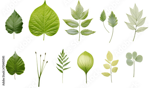 Collection of green leaves isolated on transparent background. Flat lay, top view. 