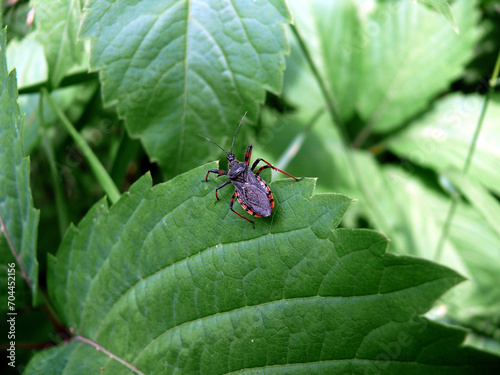 bug on leaf © Less Nick