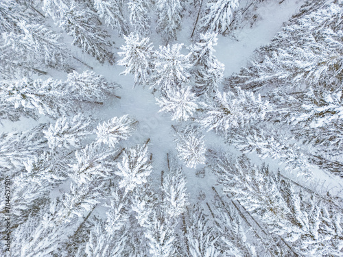 aerial view of forest covered with snow, bird's eye view © AdobeTim82