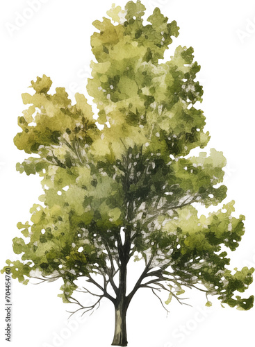 Tree watercolor painting isolated on transparent background.