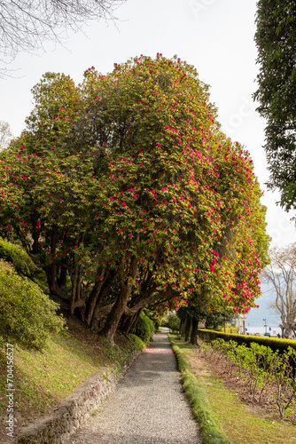 Rhododendron arboreum Sir Robert Peel Habitus
 photo