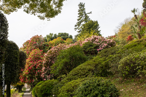 Rhododendron arboreum Sir Robert Peel photo