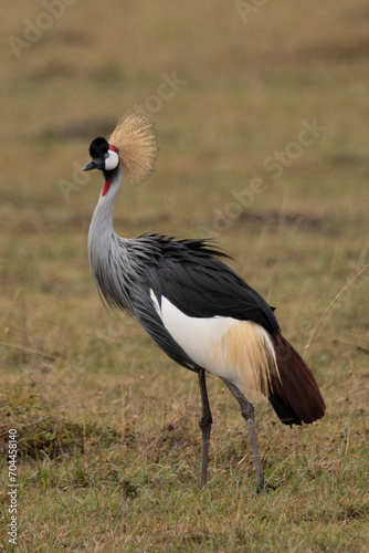 East African (Grey) Crowned Crane