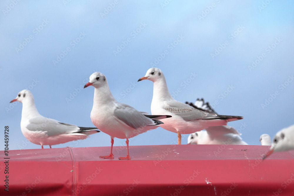 海辺で羽を休める白色の鳥の群れ クローズアップ ユリカモメ 海辺で羽を休める白色の鳥の群れ クローズアップ ユリカモメ