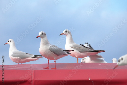 海辺で羽を休める白色の鳥の群れ クローズアップ ユリカモメ 