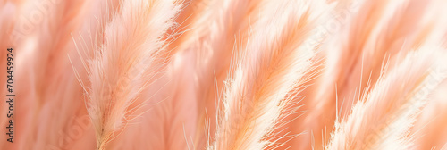 growing pampas grass background with color of the year 2024 peach fuzz photo