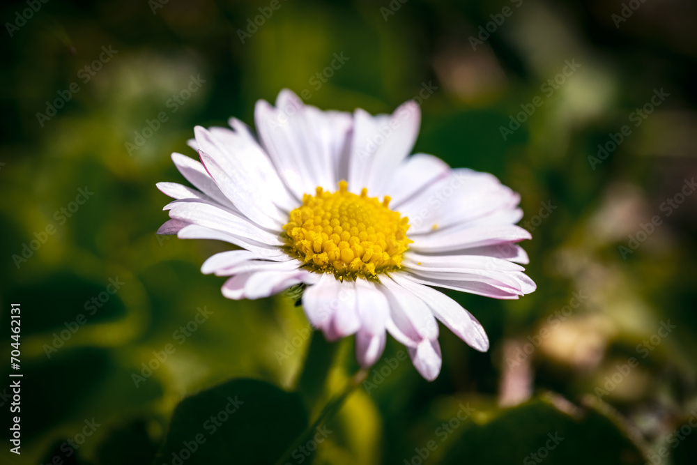 Makroaufnahme einer Blume im Frühling Makroaufnahme einer Blume im Frühling
