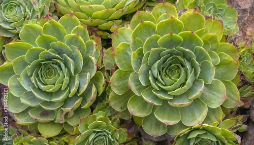 aeonium canariense or verode bejeque tropical succulent plant as a background it is endemic to the island of tenerife