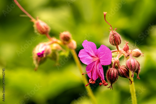 Makroaufnahme einer pinken Blume/ Blüte im Sommer