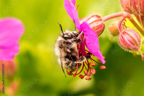 Eine Biene bestäubt eine pinke Blume, Makroaufnahme