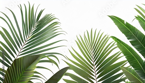 graphic palm and tropical leaves isolated on white background leaves illustration © Enzo