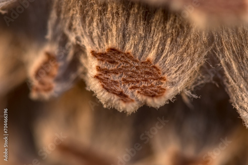 Detailaufnahme von einem Pilz, Makrofotografie