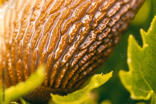 Detailaufnahme einer Nackt-Schnecke, Makrofotografie