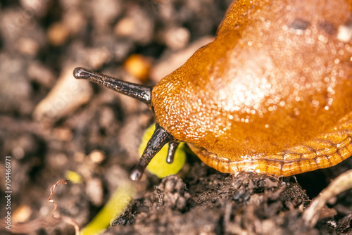 Makrofoto eine Schnecke