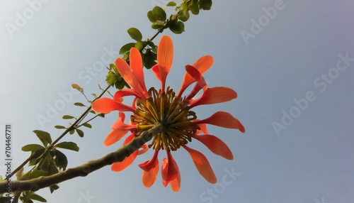 beautiful fed flower of indian coral tree erythrina variegata photo